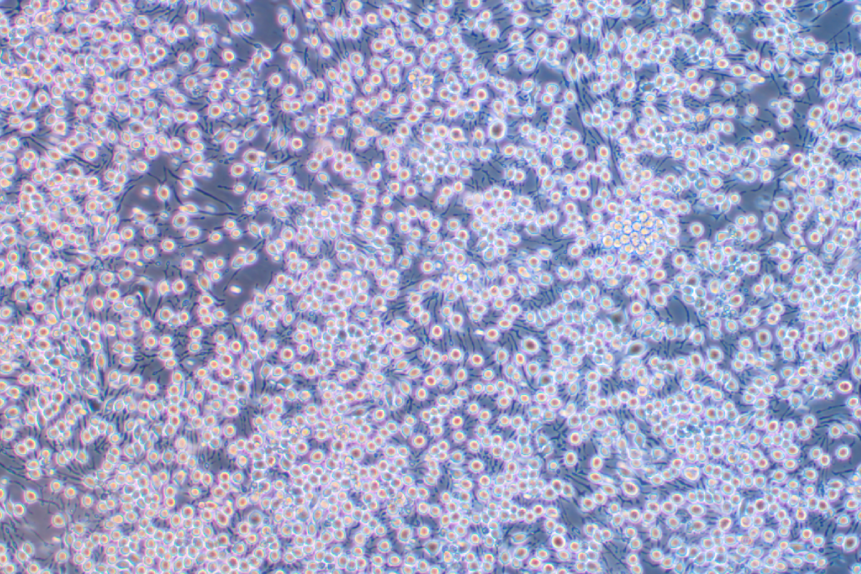 大鼠嗜碱性细胞白血病细胞RBL-2H3（种属鉴定）