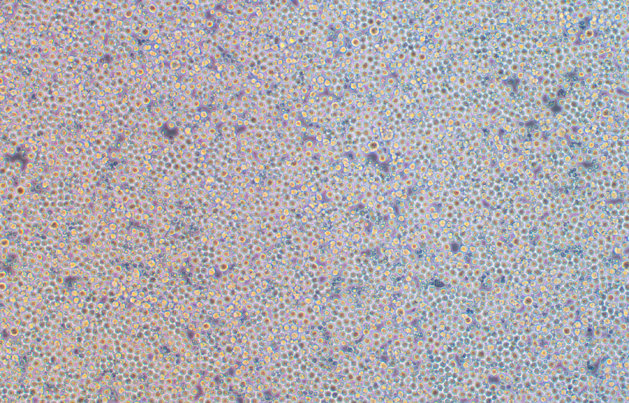 小鼠骨髓瘤细胞P3/NSI/1-Ag4-1（种属鉴定）