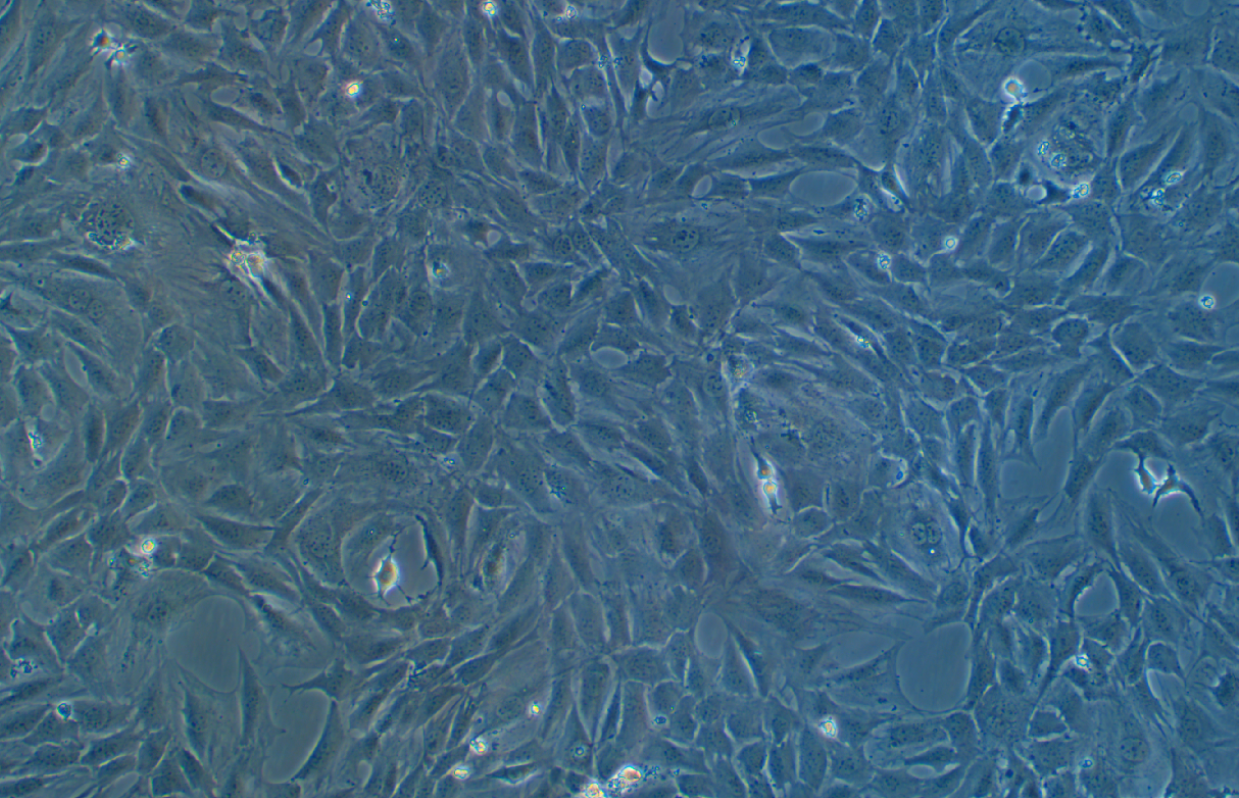 小鼠胚胎成纤维细胞C3H/10T1/2, Clone 8（种属鉴定）